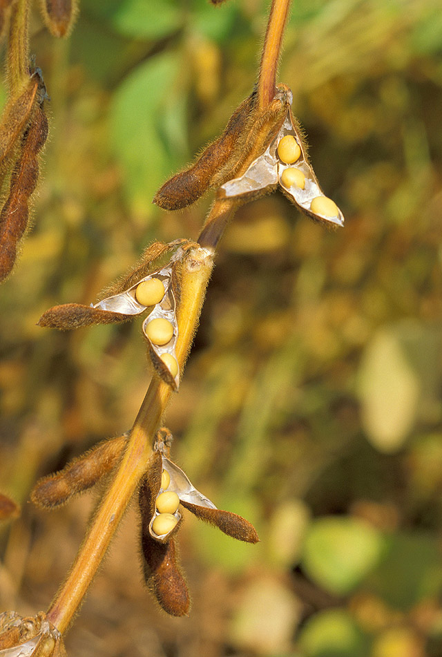 Whole soybeans the base ingredient for doenjang